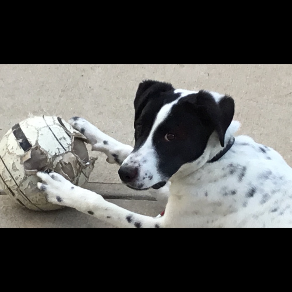 Meet your Posher, Ken